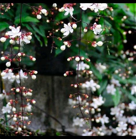 垂枝茉莉風水|垂枝茉莉照顧